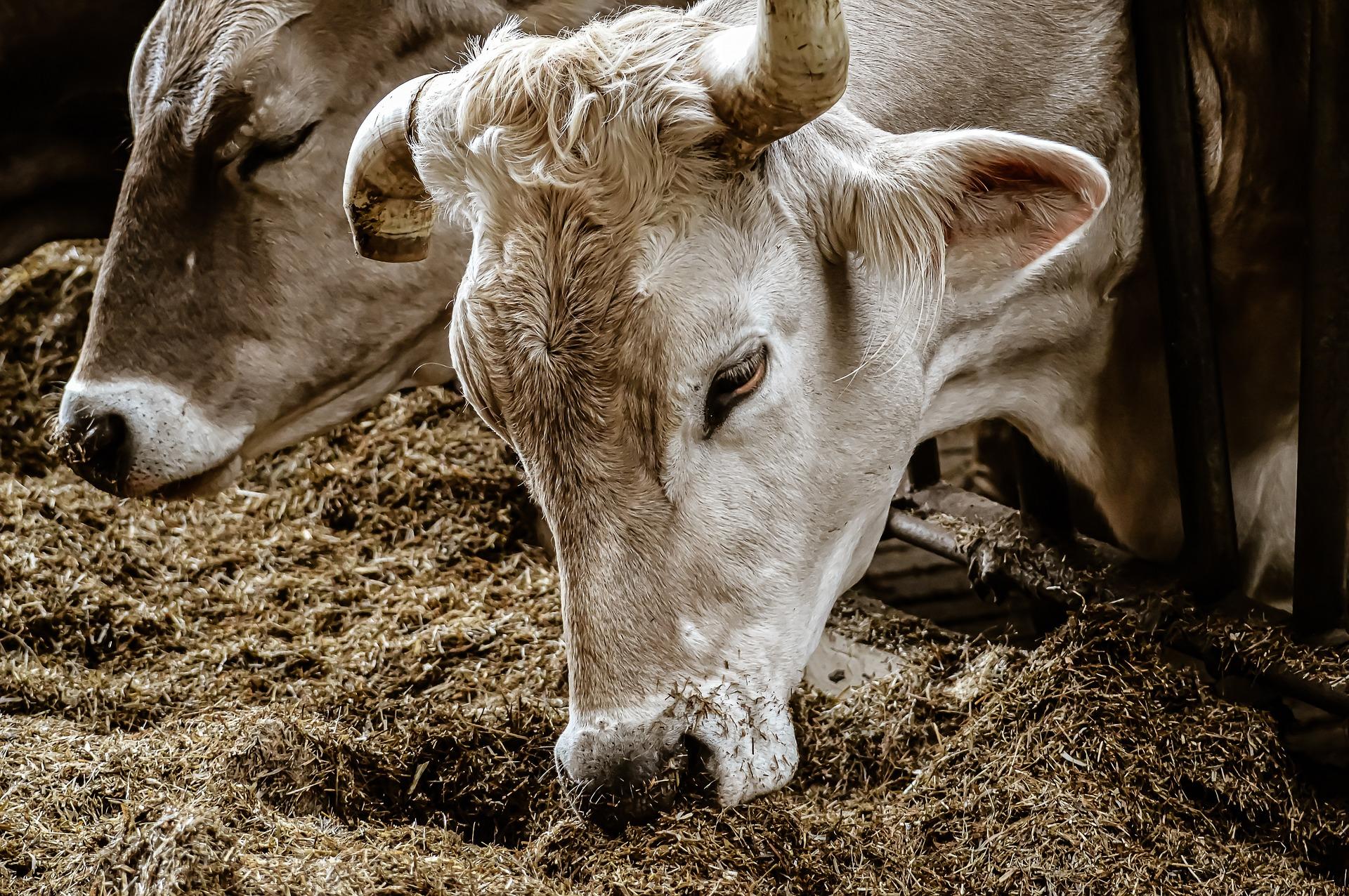 Cuneo, uomo di 73 anni schiacciato da una mucca. E’ grave