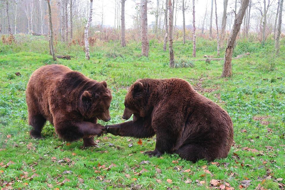 Quanto vive un orso bruno? Aspettativa di vita in natura e in cattività