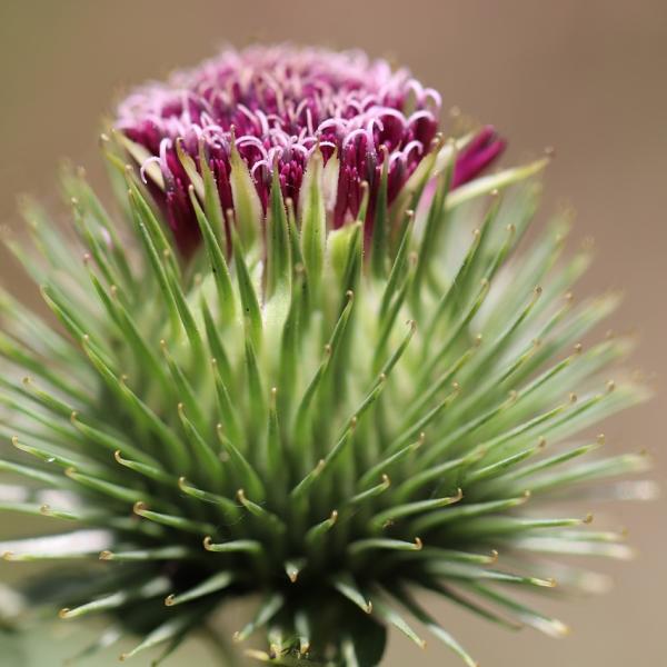 8 usi dell’olio di bardana per pelle e capelli: benefici e indicazioni