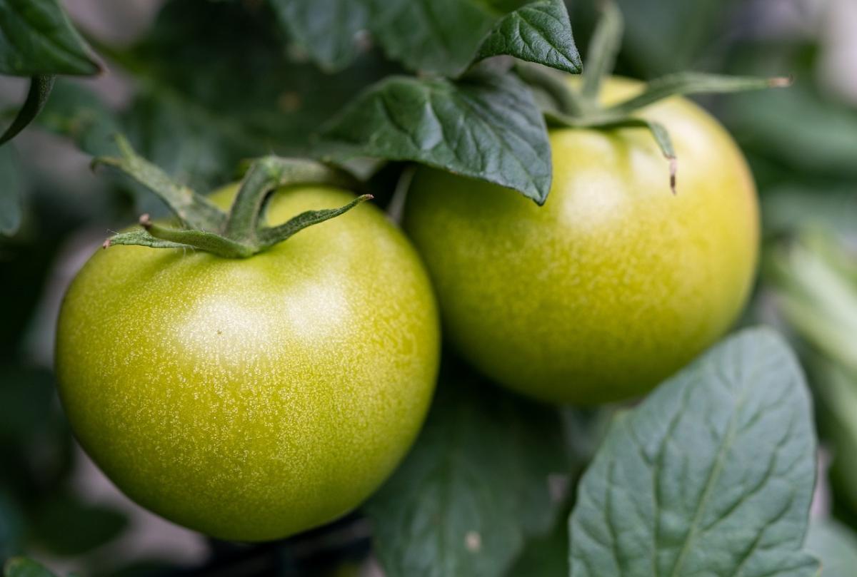 Pomodori verdi: ricette e curiosità