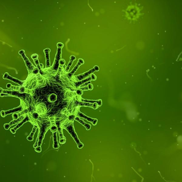 E’ stato scoperto che i virus sono anche una fonte di nutrimento. Ecco i “virovori” predatori!