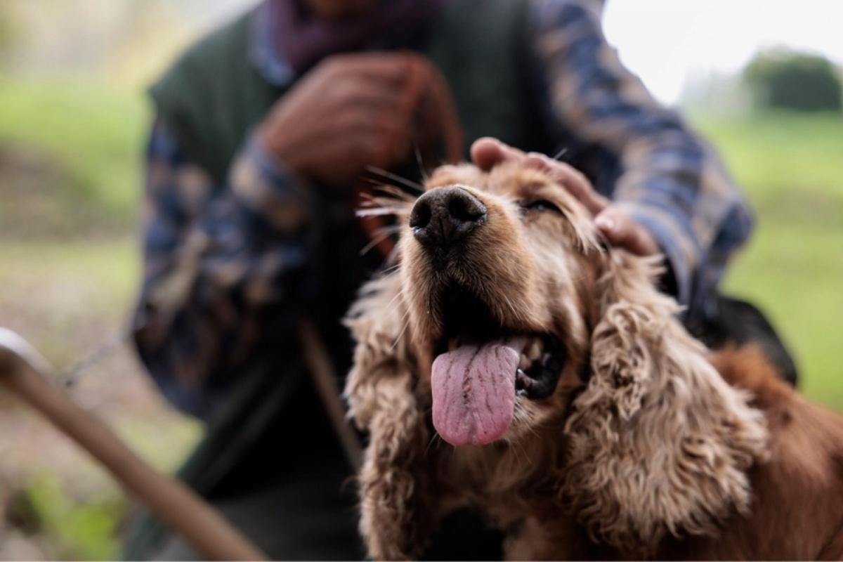 La storia commovente del cane da tartufo diventato cieco