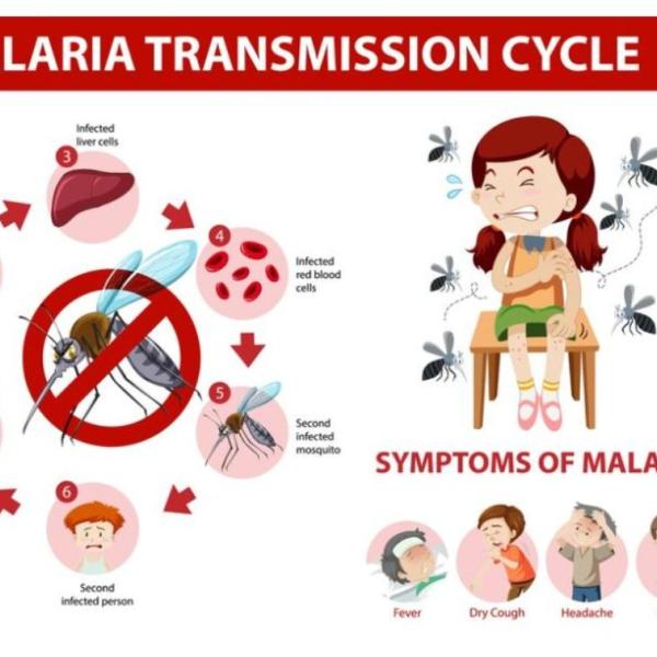 Malaria: cos’è, sintomi, cure, mortalità e trasmissione. Ecco come si fa a prendere la malaria