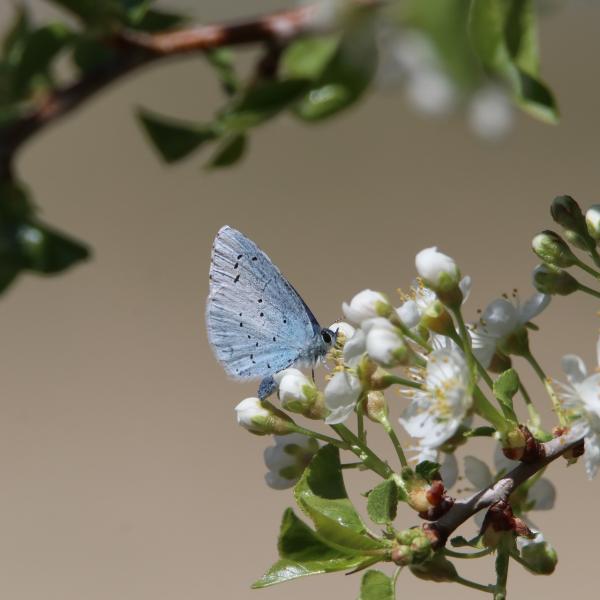 Giornata mondiale della biodiversità, una vera ricchezza sulla Terra