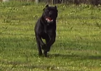 Lecce, 97enne aggredita brutalmente da un cane corso al volto e al corpo ad Alessano: è in fin di vita