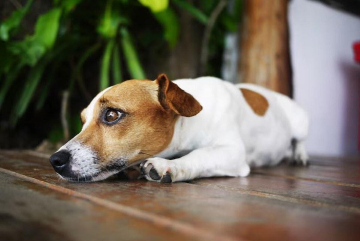 Come alleviare l’ansia da separazione del tuo cane, di cosa si tratta e quali soluzioni ci sono