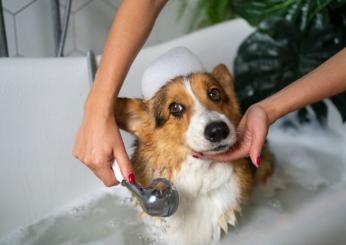 Quanto spesso dovresti lavare il tuo cane? Ecco come preservare igiene e salute del tuo amico a 4 zampe