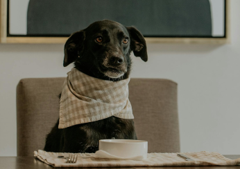 Quante volte al giorno può mangiare il cane?