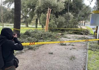 Roma, pino crolla su una macchina in via Nomentana: donna ferita