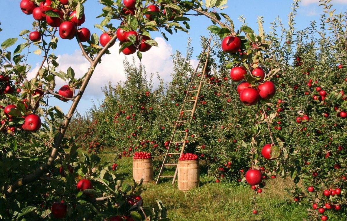 Bonus giovani agricoltori 2023: che cos’è e come funziona. Occhio a…