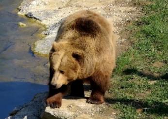 Orsa uccisa in Trentino, perché Kj1 è stata abbattuta?