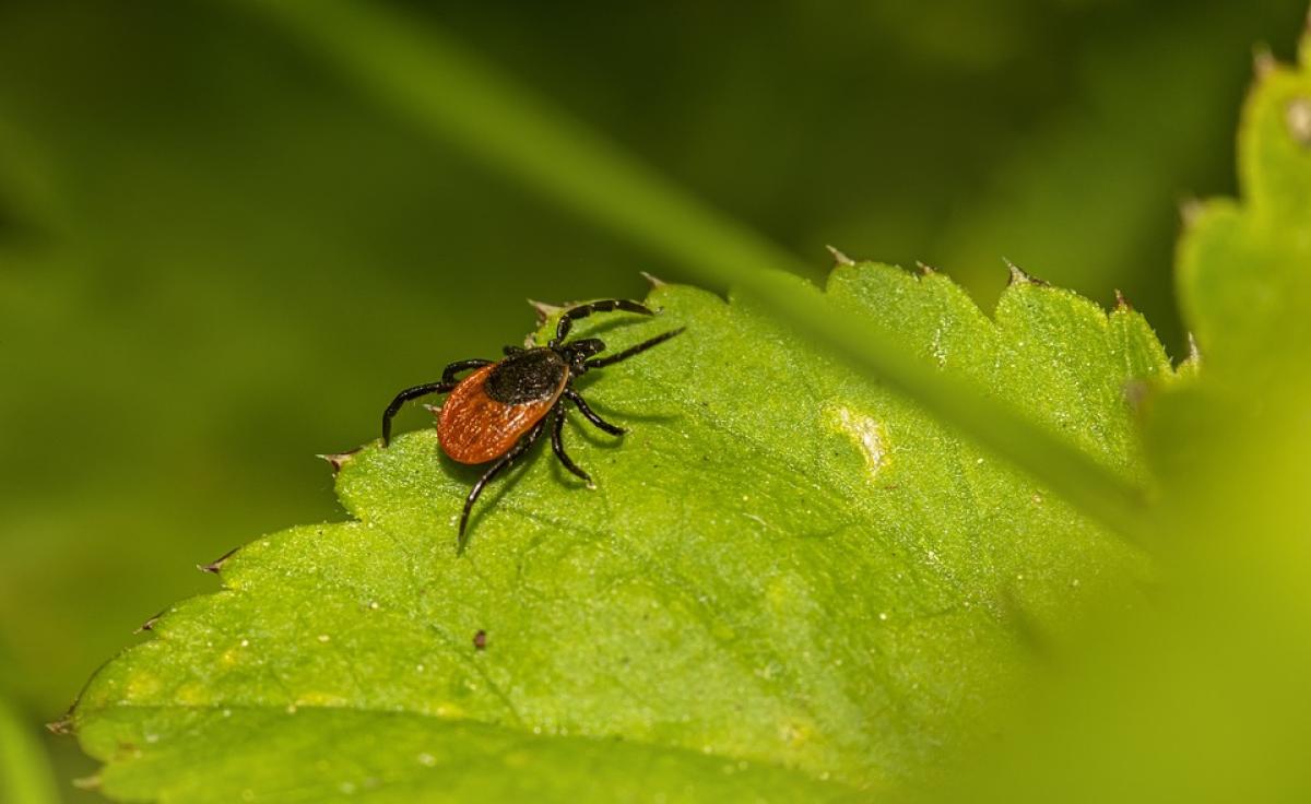 Malattia di Lyme, cos’è e perché si diffonde