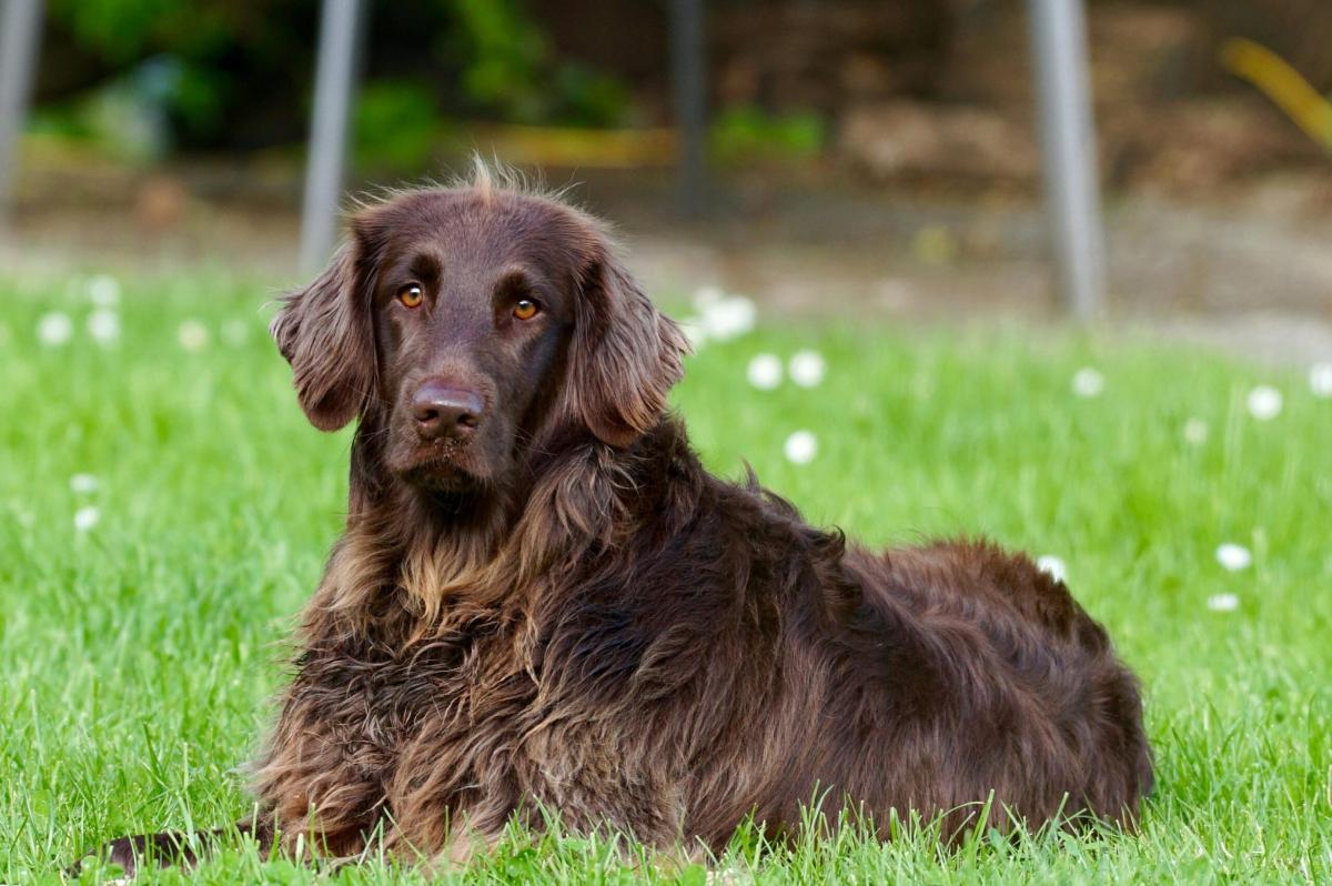 Perché il cane perde il pelo? Quando preoccuparsi e cosa fare