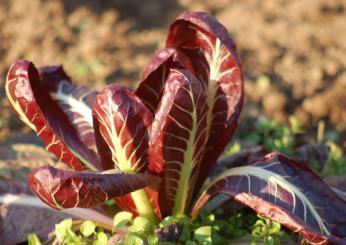 Radicchio al forno: 4 ricette