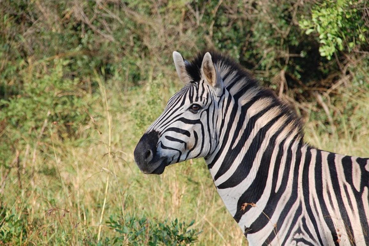 Giornata mondiale della zebra 31 gennaio: il mammifero è sempre più a rischio