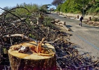 Roma, cento pini da tagliare in una sola strada: il Municipio chiede sostegno al Campidoglio