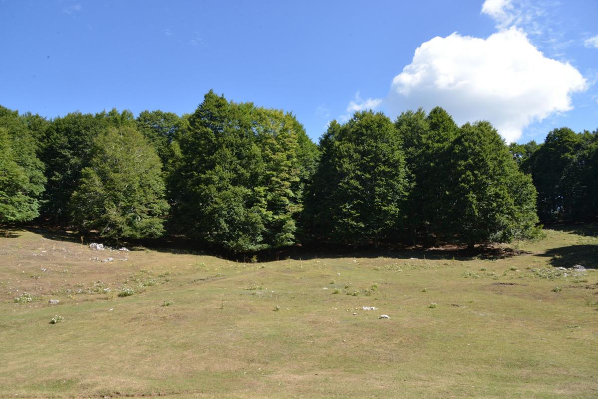 Ridurre la CO2, non basterà piantare solamente più alberi