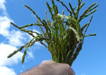 Primavera: ricette con gli asparagi selvatici