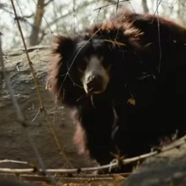 Orso Baloo, dove vive? Ecco l’habitat del Melursus ursinus che ha ispirato il personaggio de “Il libro della Jungla”