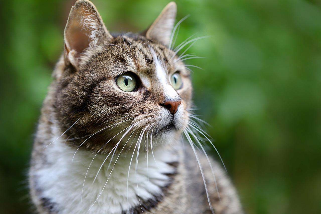 I gatti cosa non possono mangiare? Ecco i cibi più pericolosi e perché