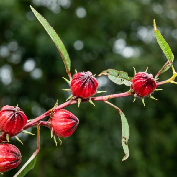 Che proprietà hanno le bacche di rosa canina: uso e controindicazioni