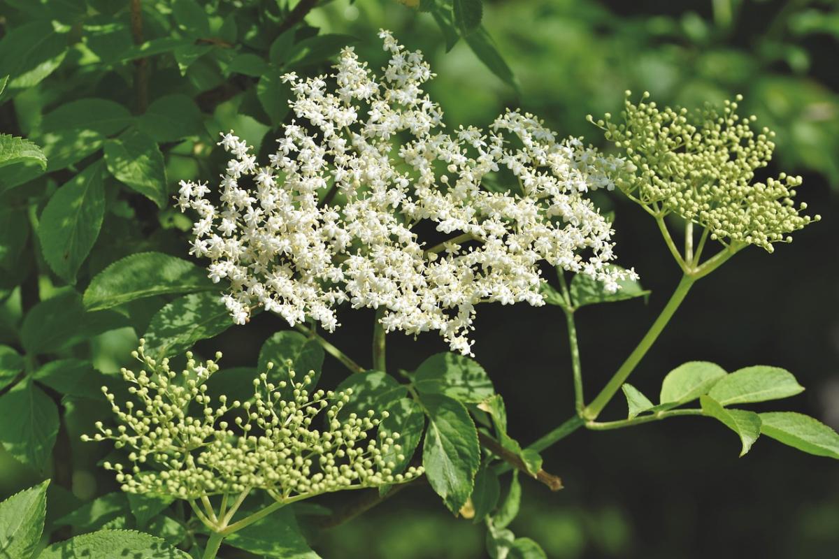 Non solo sciroppo: ecco cosa si può fare con i fiori di sambuco