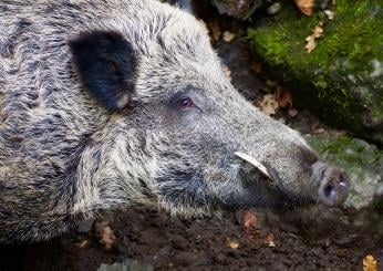 Cosa fare in caso di incontro con un cinghiale