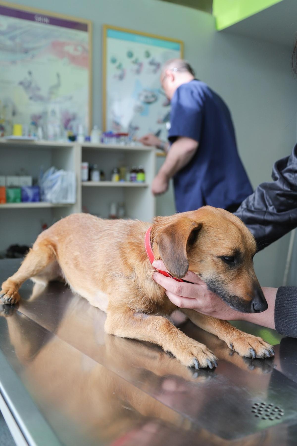 Detrazione spese veterinarie per gatti e cani domestici nel 730