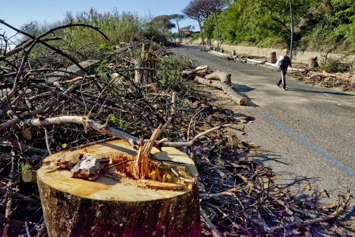 Roma, cento pini da tagliare in una sola strada: il Municipio chied…