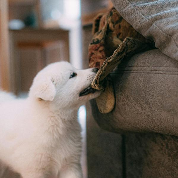 Perché il mio cane morde tutto? Significato e quando intervenire