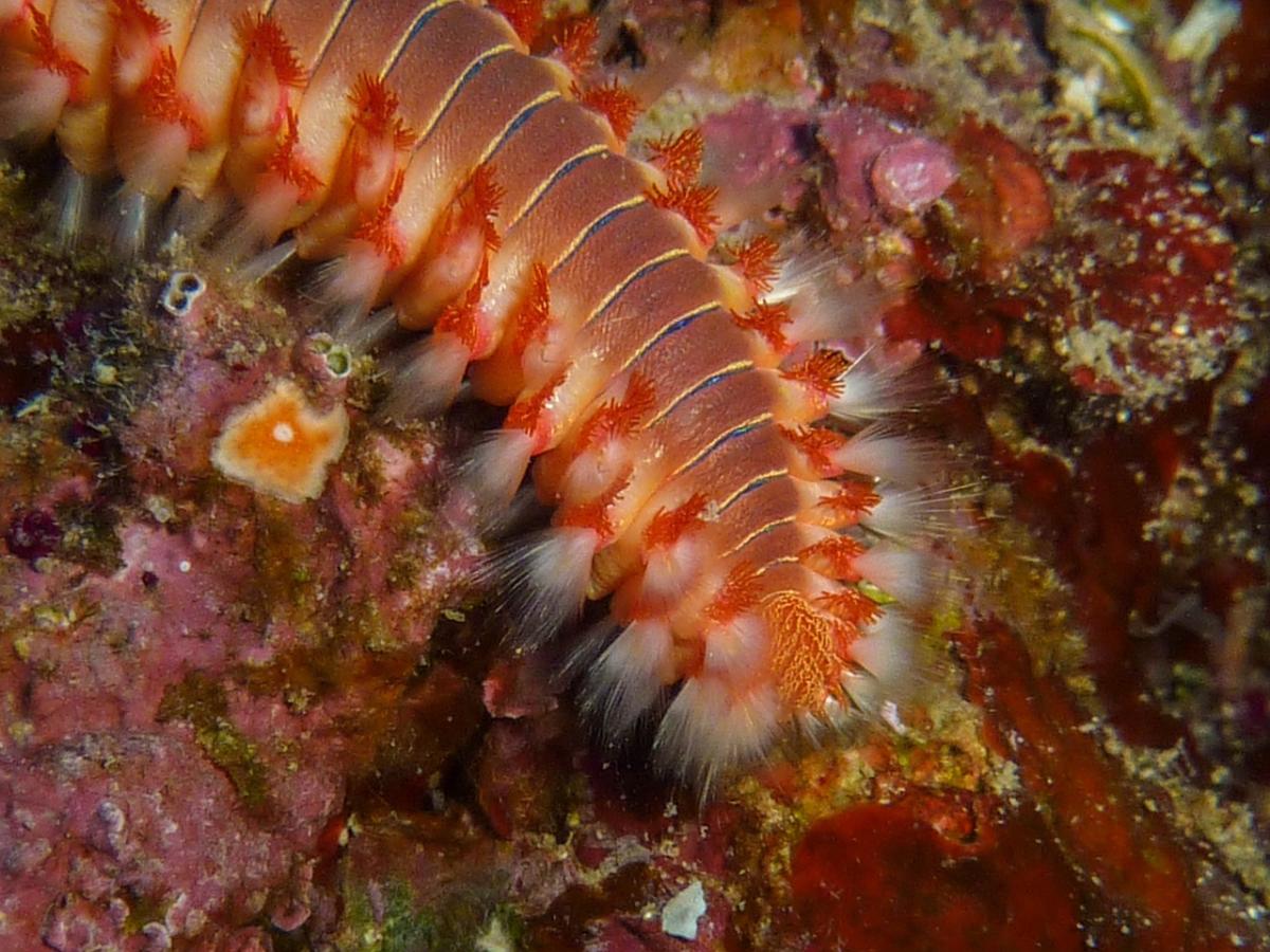 Vermocane: cos’è, perché si sta diffondendo nei paesi del Mediterra…