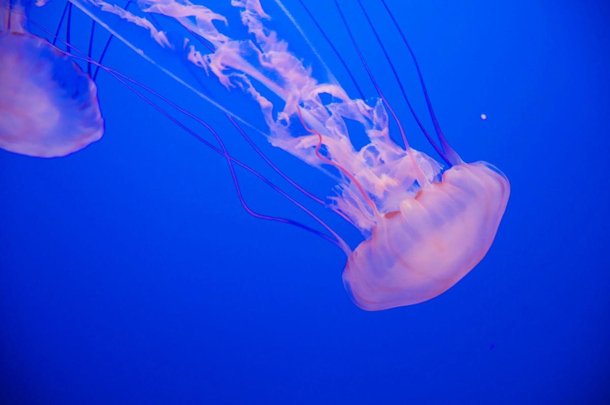 Cosa fare quando ti punge una medusa e quanto dura il veleno?