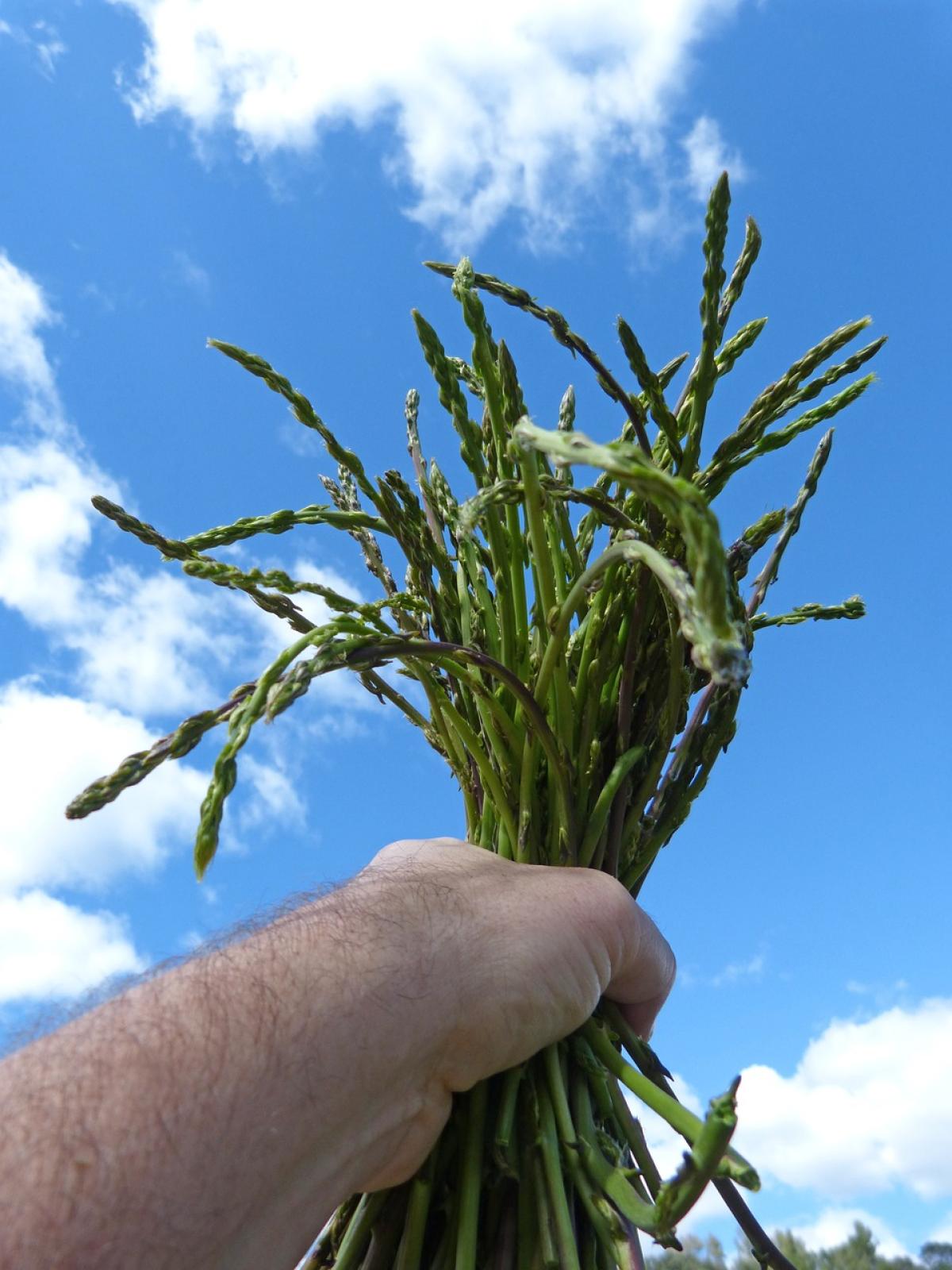 Primavera: ricette con gli asparagi selvatici