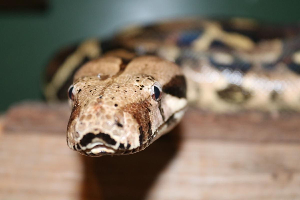 Compra i broccoli da Aldi, trova un serpente vivo. Panico per un 63…