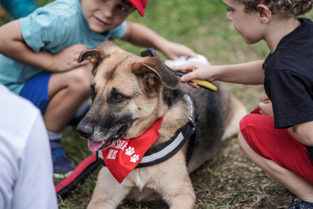 Il cioccolato è veleno per cani: la storia di Charlie