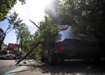 Albero caduto su auto: come ottenere il risarcimento (e quando si p…