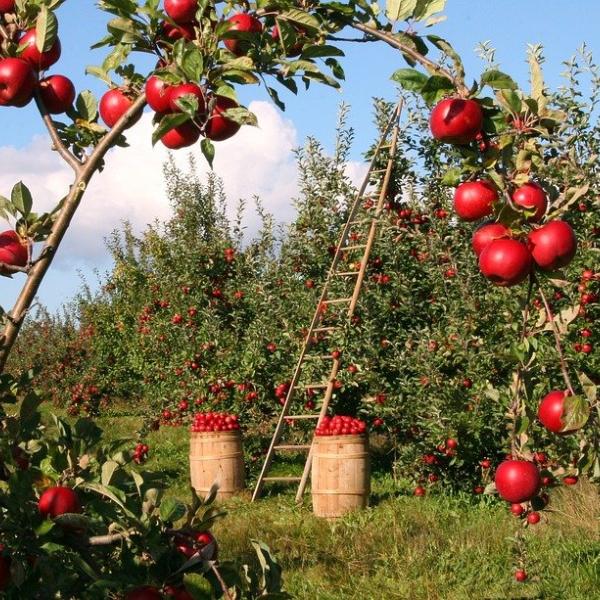 Bonus giovani agricoltori 2023: che cos’è e come funziona. Occhio ai Requisiti