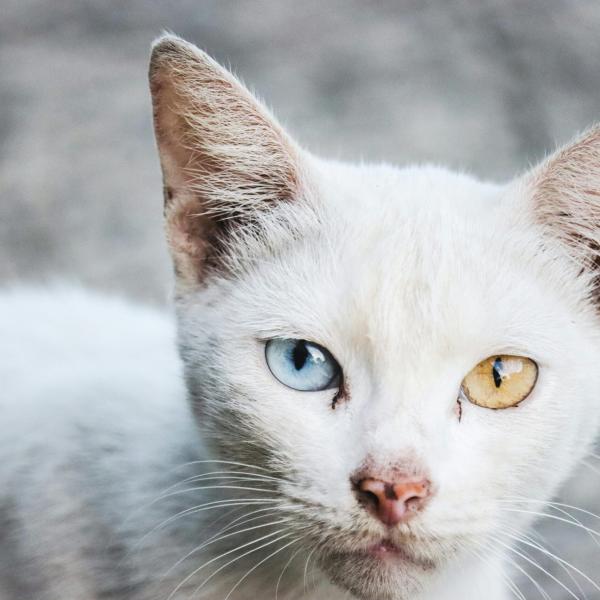 Perché alcuni gatti hanno gli occhi di colore diverso? I segreti dell’eterocromia