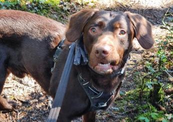 Primo cane in astinenza da alcol: dalla Gran Bretagna arriva la conferma