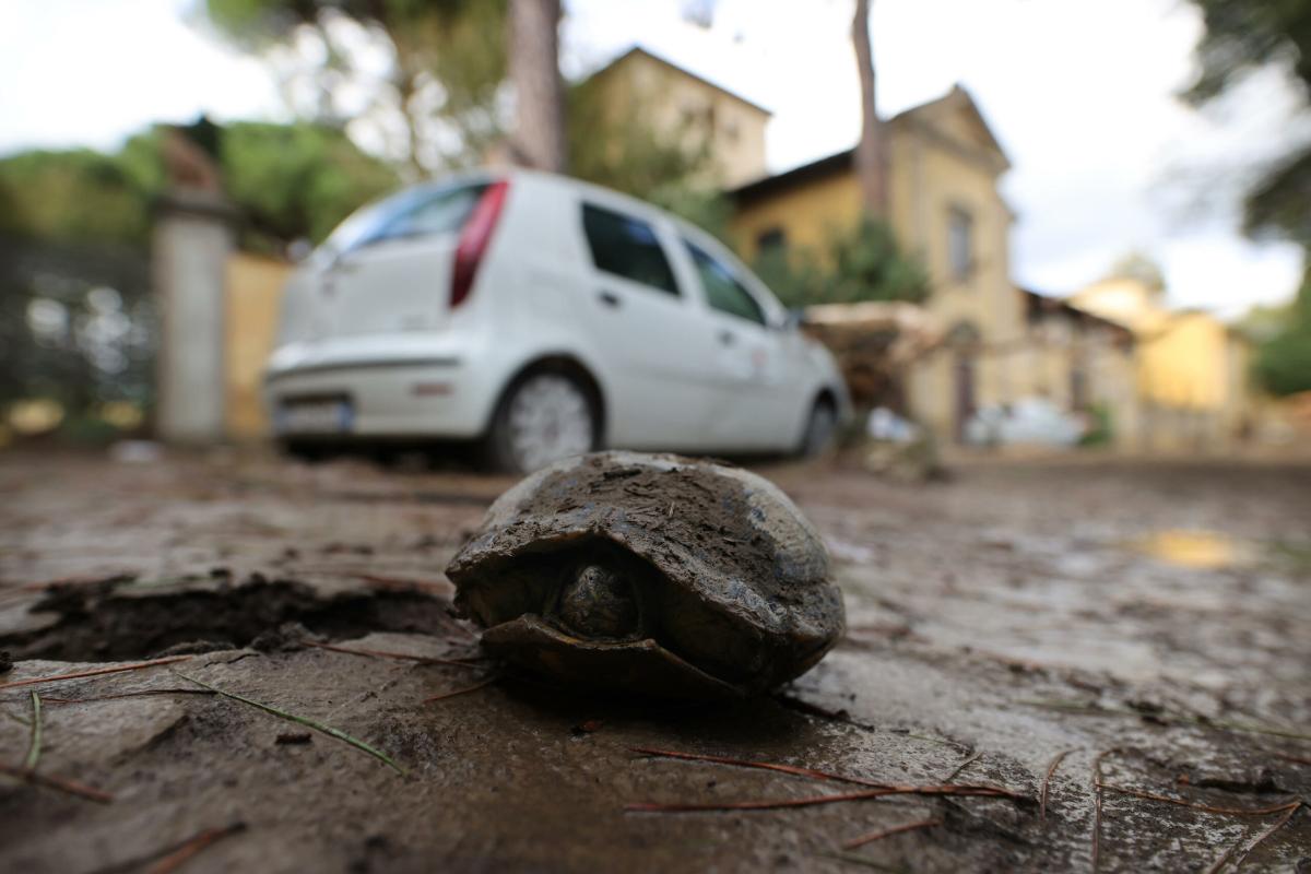 Alluvione in Toscana, psicologi donano 10 mila euro per Natale ai c…