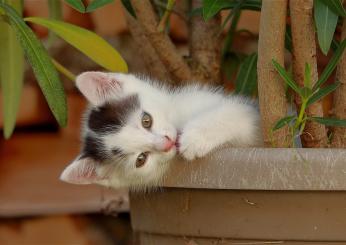 Quali sono le piante tossiche per cani e gatti, come riconoscere i sintomi di avvelenamento e rischi