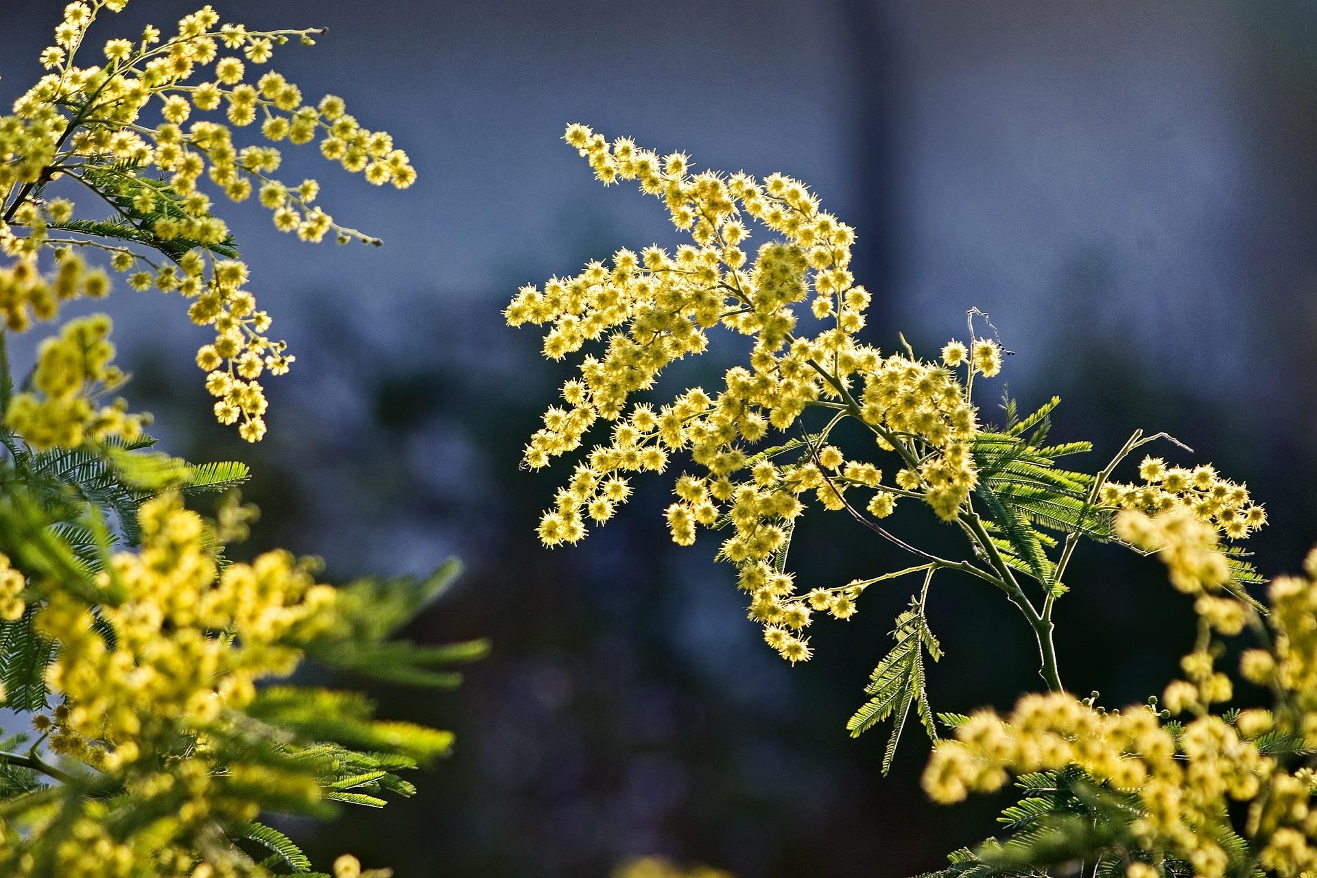 Festa delle donne mimose: limitata la produzione a causa della siccità