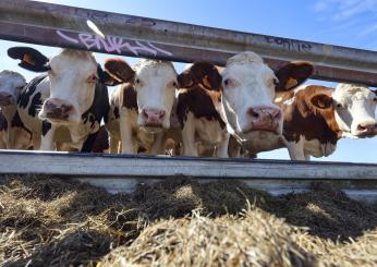 Cassino (Fr), auto investe un mucca e finisce fuori strada. Ferito il conducente, morto l’animale