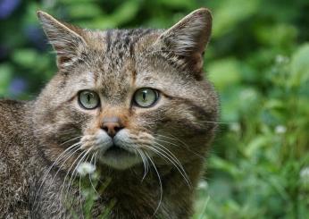 Cosa si intende per Felis catus? Ecco quante tipologie di gatti esistono e perché sono, da sempre, venerati