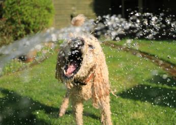 Il mio cane beve abbastanza? Come idratarlo in estate