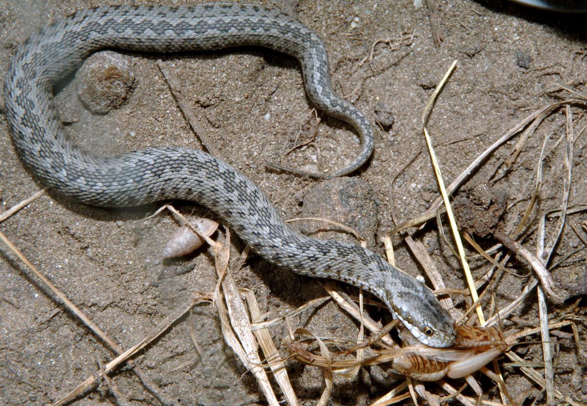 Cosa fare in caso di morso di una vipera?