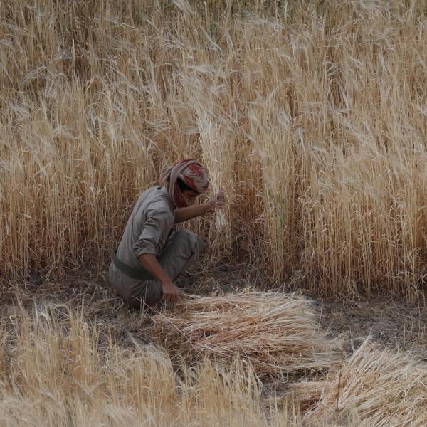 Sequenziato il Dna di centinaia di varietà di orzo etiope per contrastare la crisi climatica