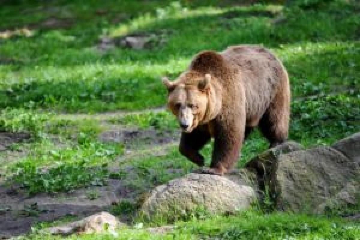 La vicenda degli orsi in Trentino sul tavolo della Corte dei Conti:…