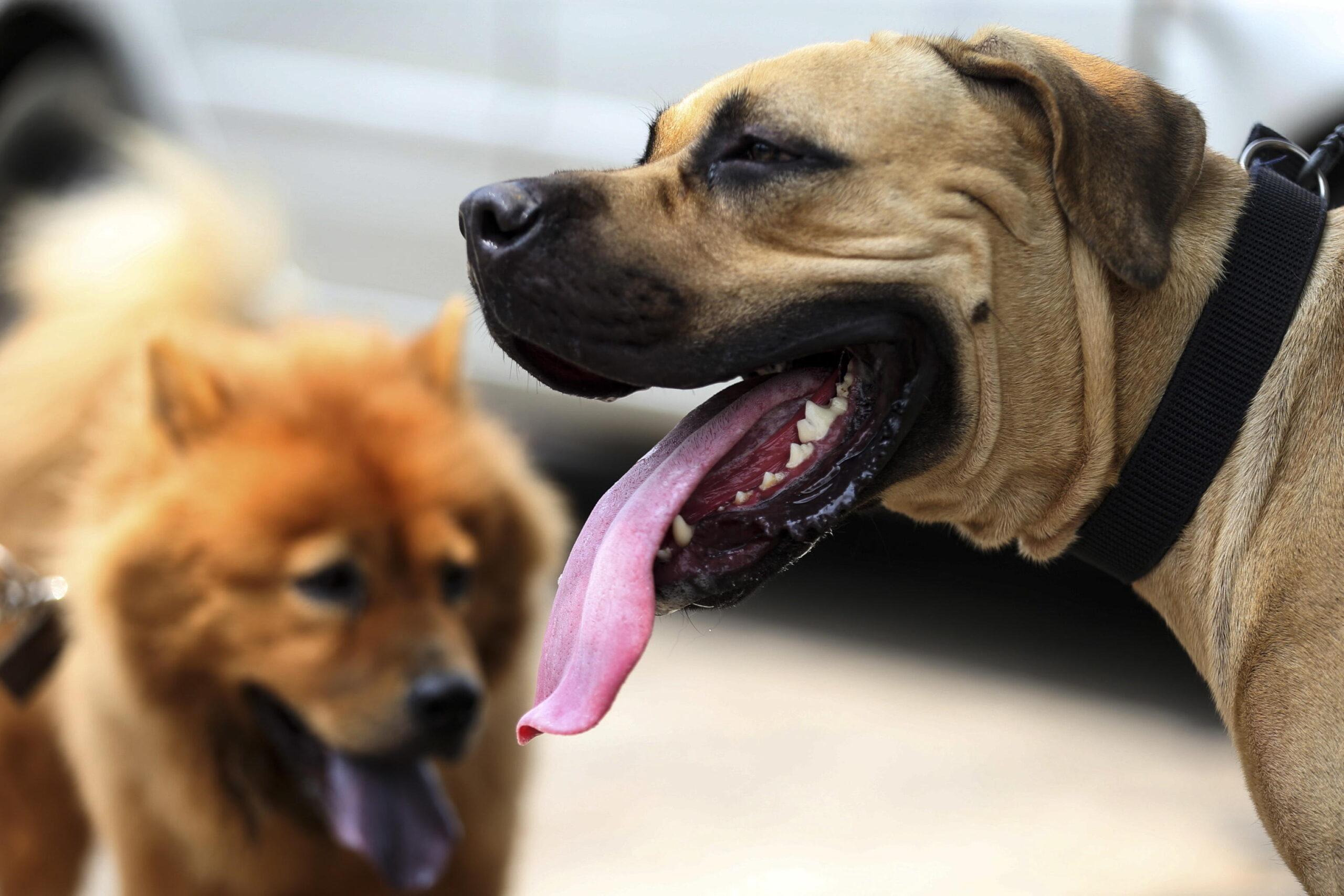 Ardea, cane morto strozzato durante la toelettatura, azzannata anche una dipendente