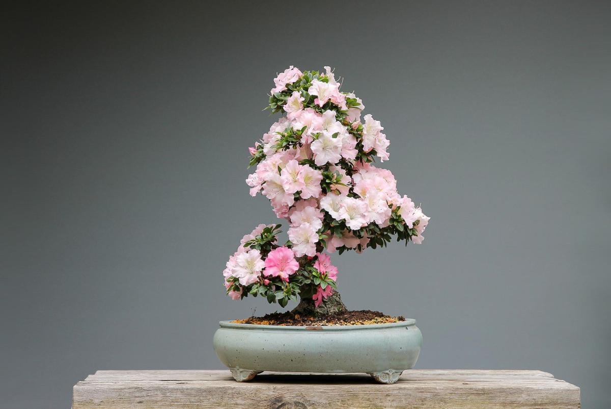 Bonsai da interno: un’arte dal valore terapeutico